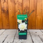 Ruža veľkokvetá (Rosea) ´WHITE DIAMOND´ - výška 10-20 cm, P11